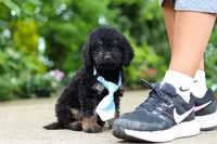 Cooper, a male Cavapoo for sale in Dundee, OH – 1 of 9