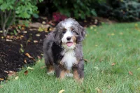 Whyatt, a male Miniature Bernedoodle for sale in Dundee, OH – 3 of 10