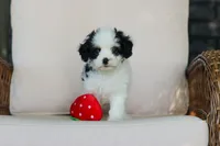 Brady, a male Cavapoo for sale in Dundee, OH – 8 of 10