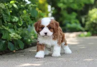 Oscar, a male Cavapoo for sale in Dundee, OH – 4 of 8