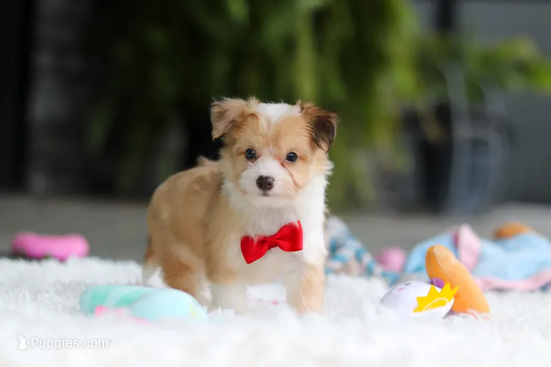 Milo – Miniature Australian Shepherd, Havachon puppy for sale in Dundee, OH