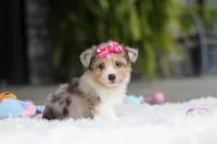 Millie, a female Miniature Australian Shepherd and Havachon for sale in Dundee, OH – 4 of 6