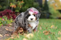 Zendaya, a female Miniature Bernedoodle for sale in Dundee, OH – 2 of 6