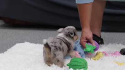 Nala, a female Miniature Australian Shepherd and Havachon for sale in Dundee, OH – 8 of 8