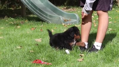 Dolly, a female Miniature Bernedoodle for sale in Dundee, OH – 10 of 10