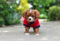 Charlie, a male Cavalier King Charles Spaniel for sale in Dundee, OH – 5 of 10