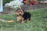 Beckham, a male Yorkipoo for sale in Dundee, OH – 7 of 10