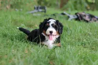 Charlie, a male Miniature Bernedoodle for sale in Dundee, OH – 4 of 8