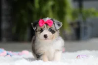 Ellie, a female Miniature Australian Shepherd and Havachon for sale in Dundee, OH – 4 of 10