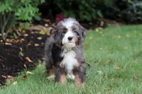 Whyatt, a male Miniature Bernedoodle for sale in Dundee, OH – 4 of 10