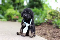 Cooper, a male Cavapoo for sale in Dundee, OH – 3 of 9