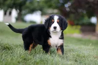 Savannah, a female Bernese Mountain Dog for sale in Dundee, OH – 5 of 6