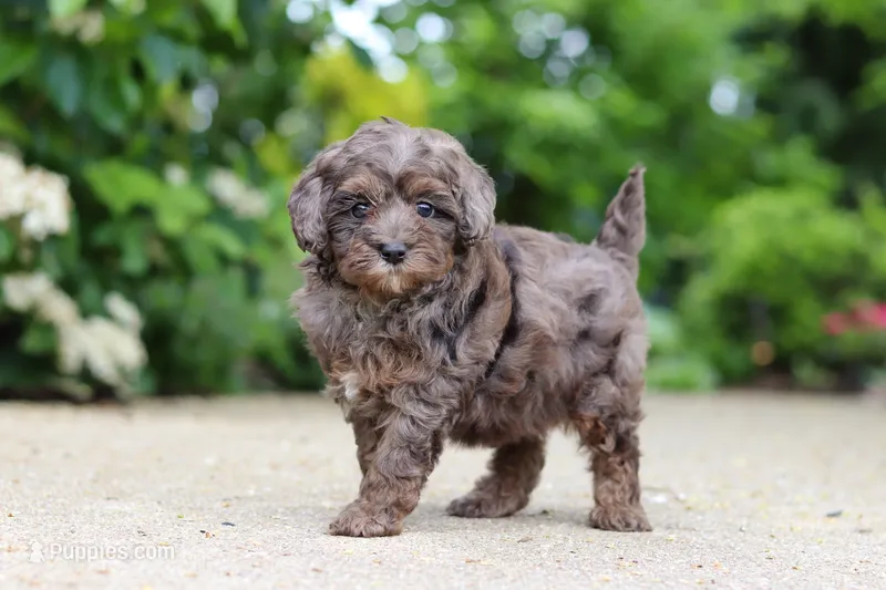 Brooklyn – Cavapoo puppy for sale in Dundee, OH