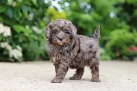 Brooklyn, a female Cavapoo for sale in Dundee, OH – 1 of 7