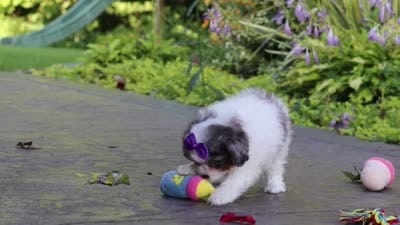 Katie, a female Cavapoo for sale in Dundee, OH – 10 of 10