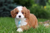 Cody, a male Cavapoo for sale in Dundee, OH – 6 of 9