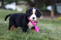 Juliette, a female Bernese Mountain Dog for sale in Dundee, OH – 9 of 10