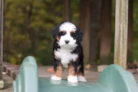 Miley, a female Miniature Bernedoodle for sale in Dundee, OH – 2 of 9