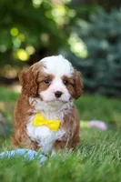 Oscar, a male Cavapoo for sale in Dundee, OH – 9 of 10