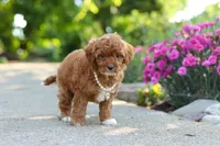 Maggie, a female Cavapoo for sale in Dundee, OH – 3 of 6