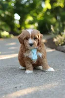 Mason, a male Cavapoo for sale in Dundee, OH – 6 of 7