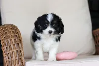 Hunter, a male Cavapoo for sale in Dundee, OH – 7 of 8