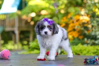 Katie, a female Cavapoo for sale in Dundee, OH – 8 of 10