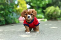 Charlie, a male Cavalier King Charles Spaniel for sale in Dundee, OH – 2 of 10
