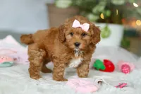 Maggie, a female Cavapoo for sale in Dundee, OH – Photo 8 of 10