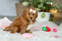 Maggie, a female Cavapoo for sale in Dundee, OH – Photo 7 of 10