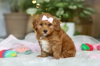 Maggie, a female Cavapoo for sale in Dundee, OH – Photo 5 of 10