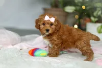Maggie, a female Cavapoo for sale in Dundee, OH – Photo 4 of 10