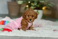 Maggie, a female Cavapoo for sale in Dundee, OH – Photo 9 of 10