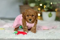Maggie, a female Cavapoo for sale in Dundee, OH – Photo 10 of 10