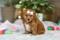 Maggie, a female Cavapoo for sale in Dundee, OH – Photo 2 of 10