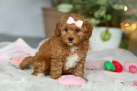 Maggie, a female Cavapoo for sale in Dundee, OH – Photo 6 of 10