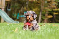 Kelce, a male Miniature Bernedoodle for sale in Dundee, OH – 1 of 10