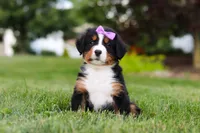 Aurora, a female Bernese Mountain Dog for sale in Dundee, OH – 3 of 10