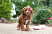 Autumn, a female Cavapoo for sale in Dundee, OH – 7 of 10