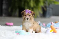 Bambi, a female Miniature Australian Shepherd and Havachon for sale in Dundee, OH – 5 of 7