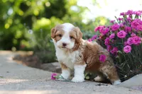Baxter, a male Cavapoo for sale in Dundee, OH – 3 of 7