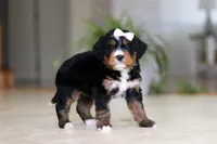 Mia, a female Miniature Bernedoodle for sale in Dundee, OH – Photo 2 of 9