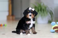 Mia, a female Miniature Bernedoodle for sale in Dundee, OH – Photo 5 of 9