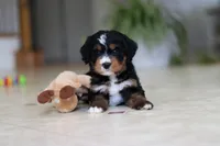 Mia, a female Miniature Bernedoodle for sale in Dundee, OH – Photo 1 of 9