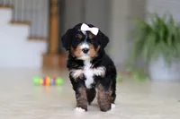 Mia, a female Miniature Bernedoodle for sale in Dundee, OH – Photo 7 of 9
