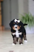 Mia, a female Miniature Bernedoodle for sale in Dundee, OH – Photo 3 of 9