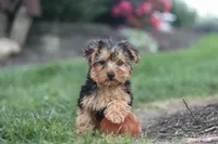 Beckham, a male Yorkipoo for sale in Dundee, OH – 4 of 10