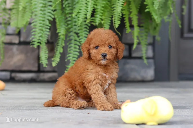 Ace – Cavapoo puppy for sale in Dundee, OH