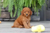 Ace, a male Cavapoo for sale in Dundee, OH – 1 of 7