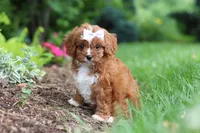 Gracie, a female Cavapoo for sale in Dundee, OH – 4 of 9